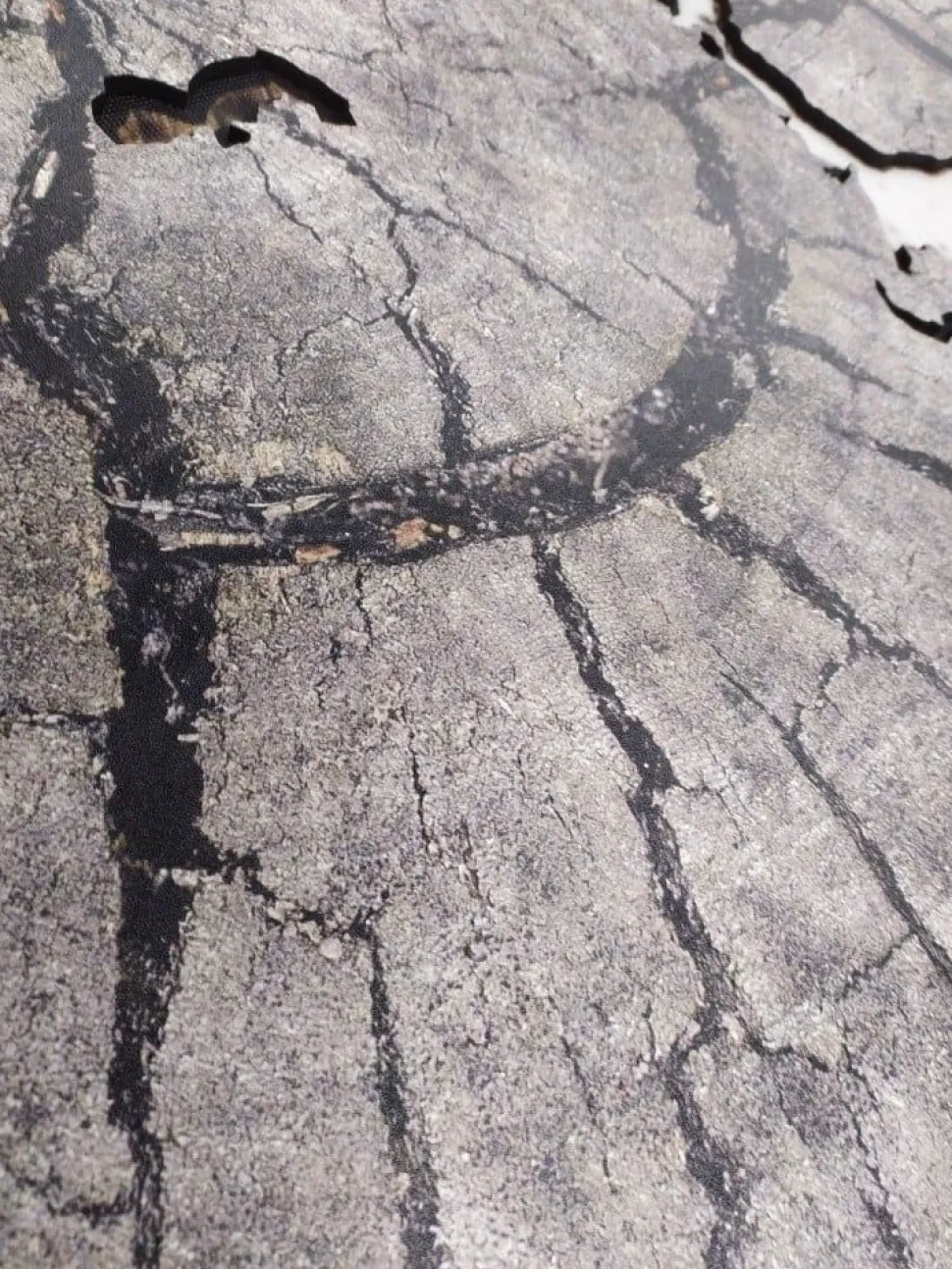 Planisfero da parete in tre misure - legno grigio