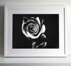 Quadro su cornice in legno, Rosa bianca, di Leonardo Criolani