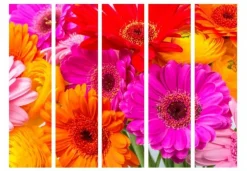 Separè Gerbera