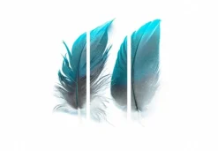 Separè Plumage 2